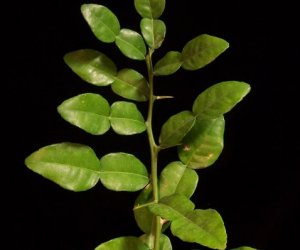 Kaffir lime leaf essential oil
