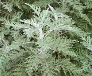 Lanyana essential oil