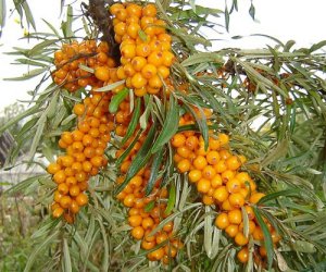 Sea buckthorn essential oil