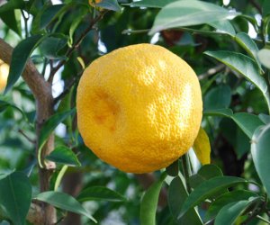 Yuzu essential oil