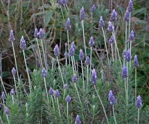 Lavender essential oil - French