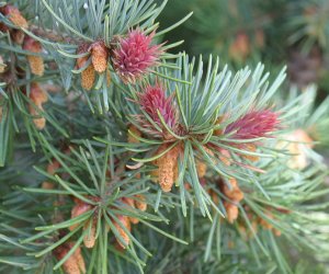 Pine Douglas essential oil