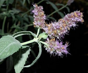 Horsemint essential oil