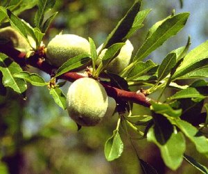 Sweet Almond oil BP