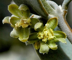 Jojoba oil