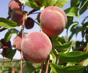 Peach kernel oil