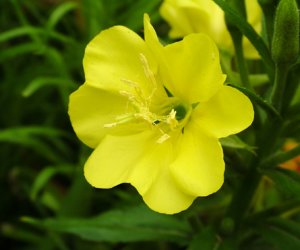 Evening Primrose oil
