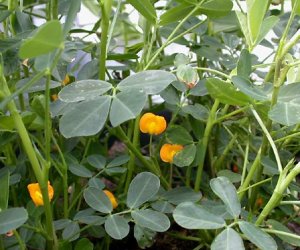 Ground Nut oil