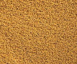 Mustard seed oil