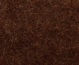Cornsilk