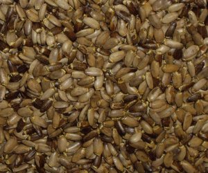 Milk Thistle seed