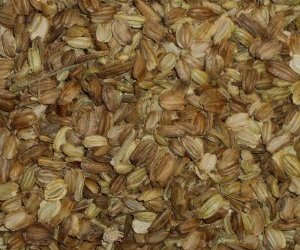 Angelica seeds