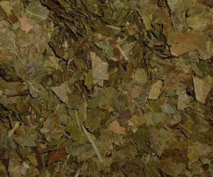 Walnut leaves