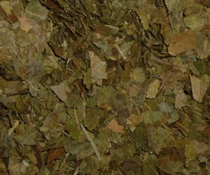 Walnut leaves