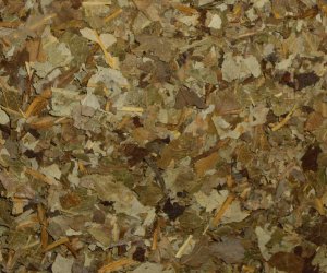 White Willow leaves