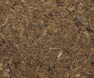 Blue Cohosh root