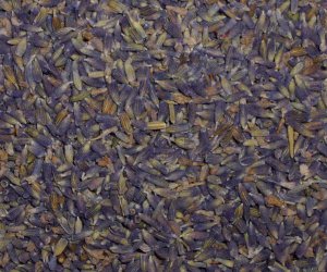 Lavender flowers deep blue