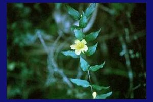 Yellow Jasmine root