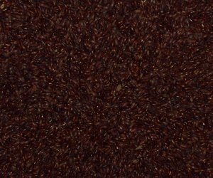 Black Psyllium seeds