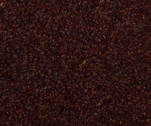 Black Psyllium seeds