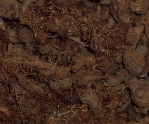 Piri Piri root