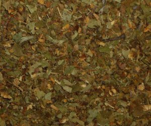 Hawthorn leaves