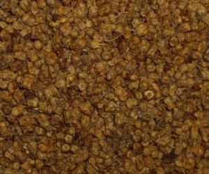 Chrysanthemum flowers