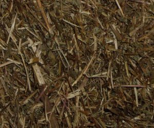 Chancapiedra herb