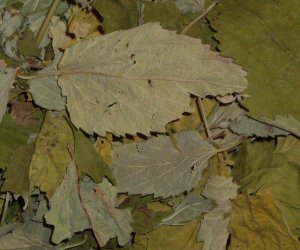 Liquorice mint leaf