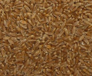 Wheat grain