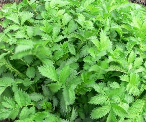 Agrimony herb fluid extract