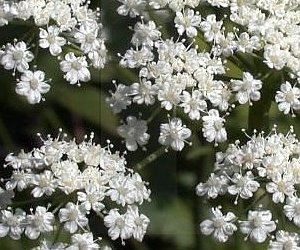 Aniseed essential oil