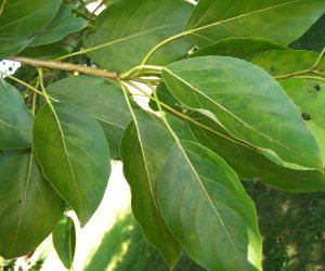 Balm of Gilead bud tincture