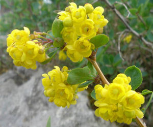 Barberry bark tincture