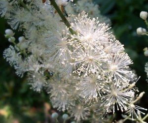 Black Cohosh root tincture