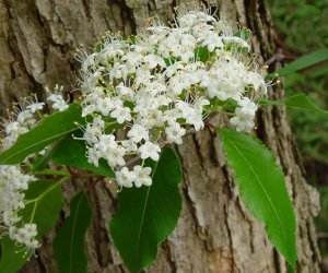 Black Haw bark tincture