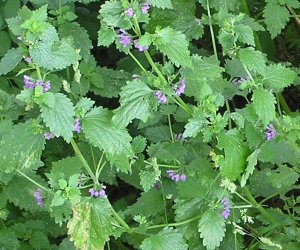 Black Horehound herb tincture