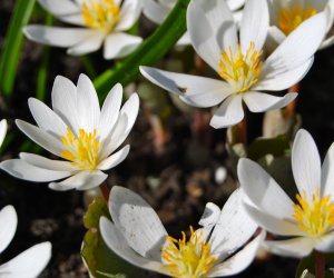 Blood root tincture