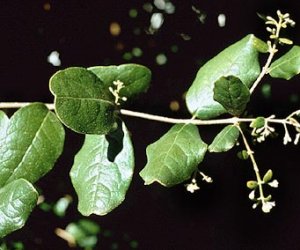 Boldo leaf tincture