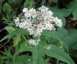 Boneset herb tincture