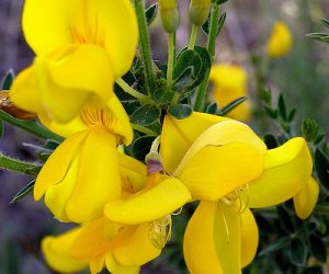 Broom top tincture