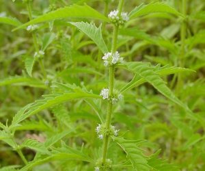 Bugleweed herb tincture