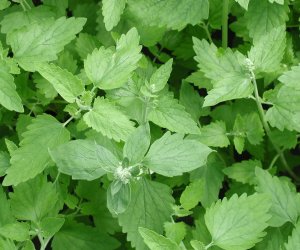 Catnip herb tincture
