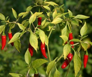 Cayenne oil