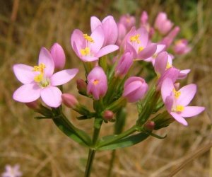 Centaury herb fluid extract