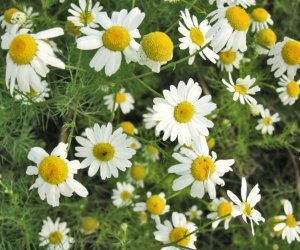Chamomile Roman tincture