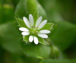 Chickweed herb tincture