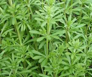 Clivers herb fluid extract