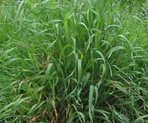 Couchgrass rhizome fluid extract