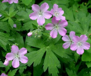 Cranesbill root tincture